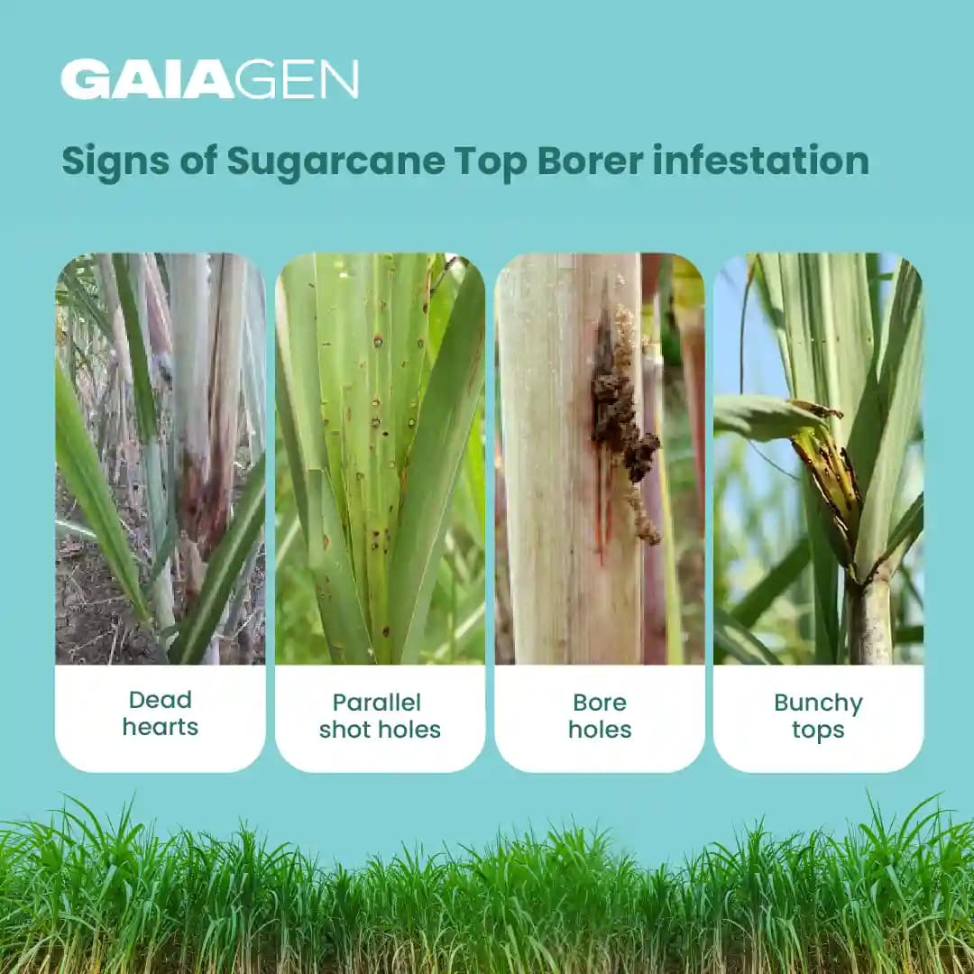 GAIAGEN Pheromone Water Trap and Lure For Sugarcane Top Borer (Scirpophaga excerptalis) And Insect Water Trap Combo Pack - Image 4