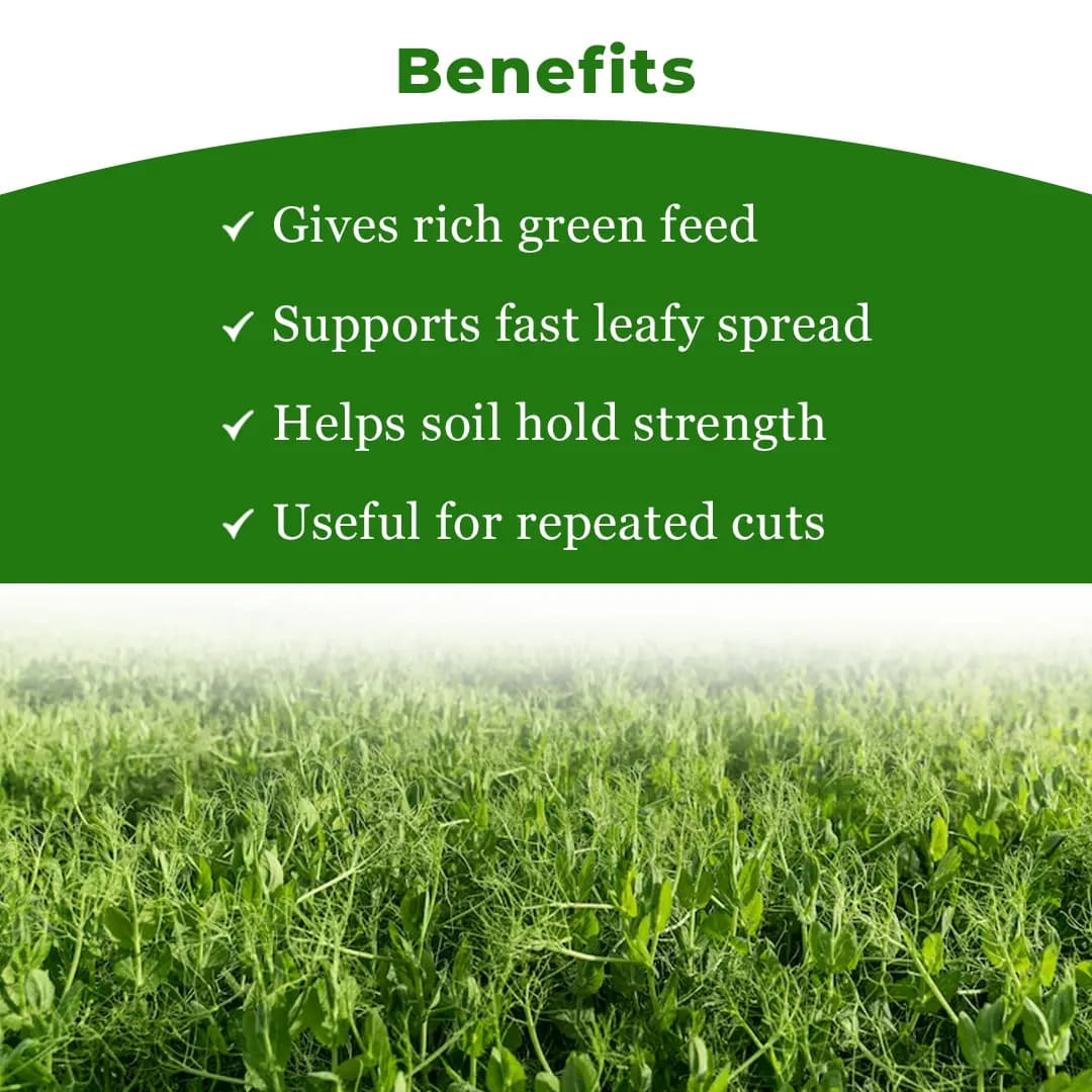 SRI SAI FORESTRY - Alfa Alfa Grass Seeds - Lucerne (Fodder, Soil Erosion Control) - Image 4