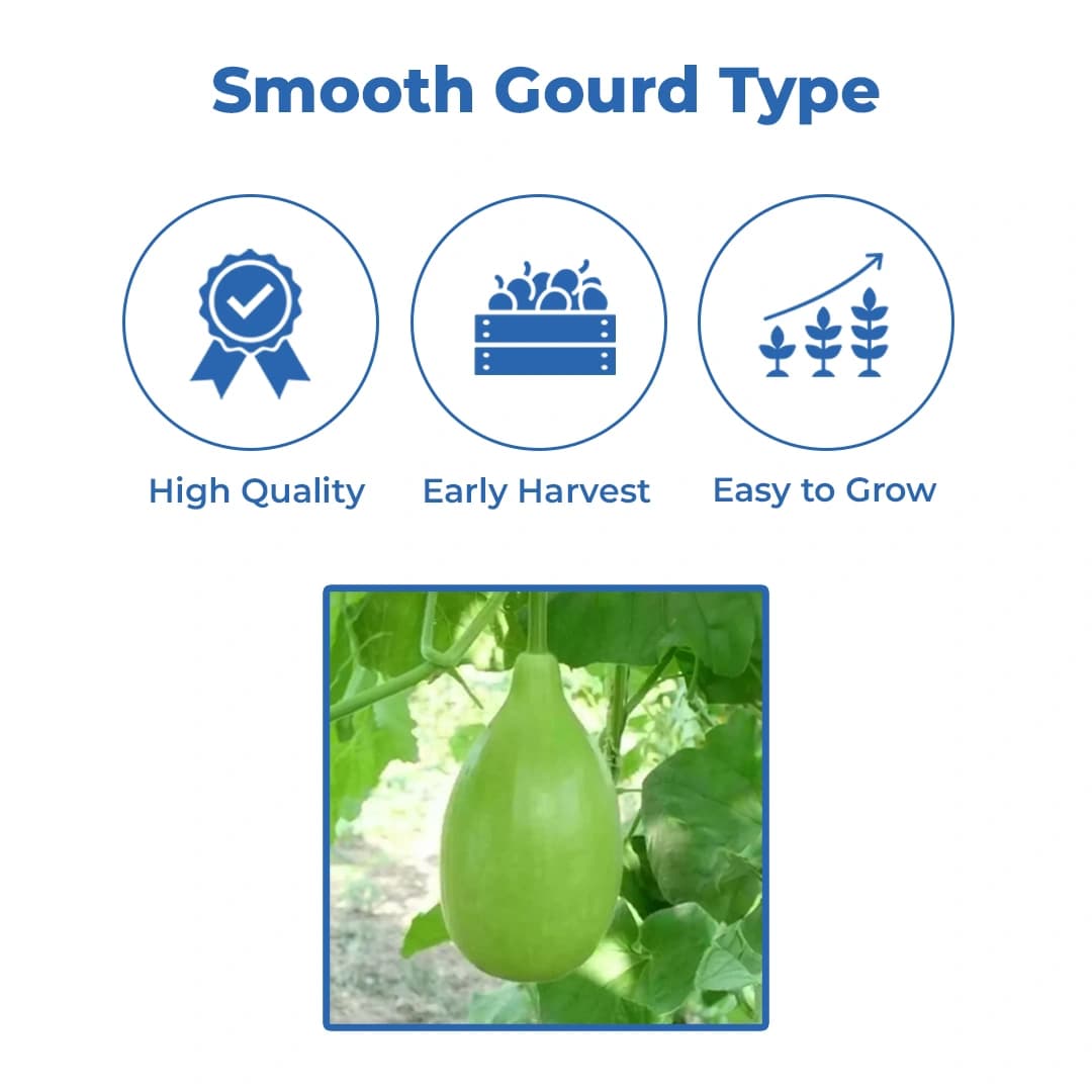 Jivit Hybrid F1 JS 355 F1 Hybrid Komal Type Bottle Gourd Seeds, Cylindrical Shape, Shinning Light Green Color. - Image 3