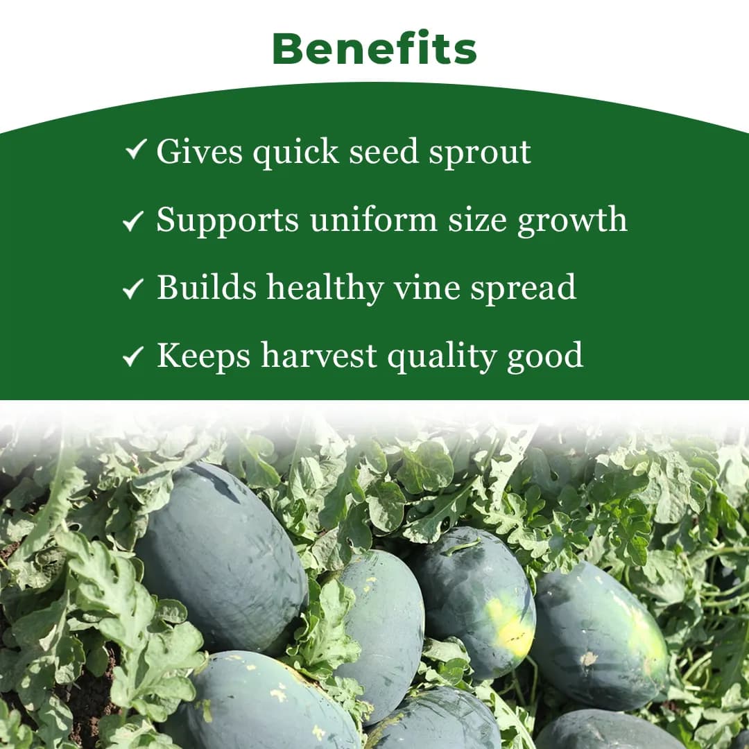 Sagar Singham Watermelon (Tarbuj) Seeds - Image 4