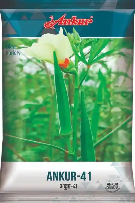 Ankur 41 Bhindi Seed, Fruits Elongated, Shiny And Slender With Attractive Dark Green Color