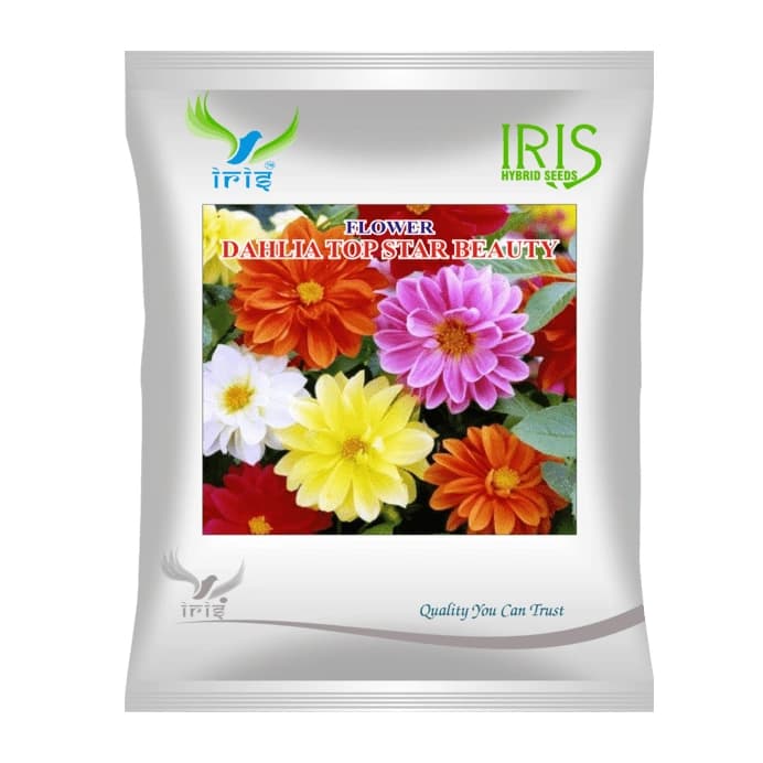 Iris Dahlia Top Star Mix Hybrid OP Flower Seeds, Imported, Tall Plants, Mixed Blooms