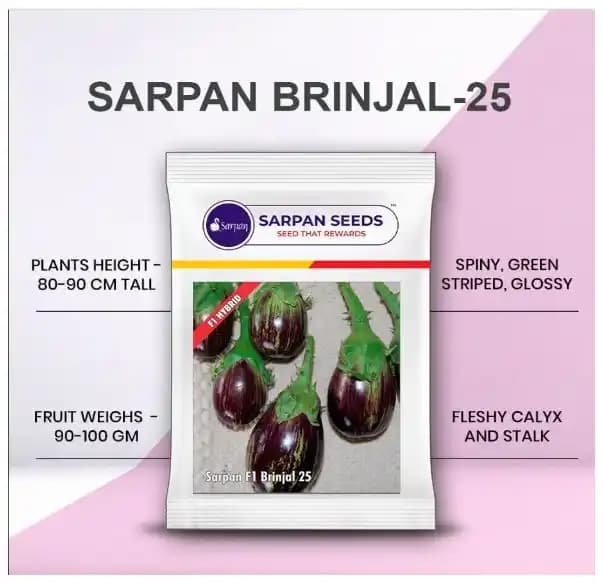 Sarpan F1 Hybrid Brinjal Seeds, Brinjal-25, High Yielding, Best In Germination