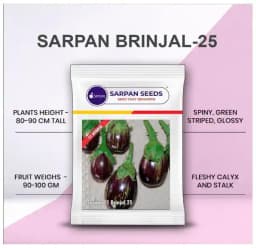 Sarpan F1 Hybrid Brinjal Seeds, Brinjal-25, High Yielding, Best In Germination 1