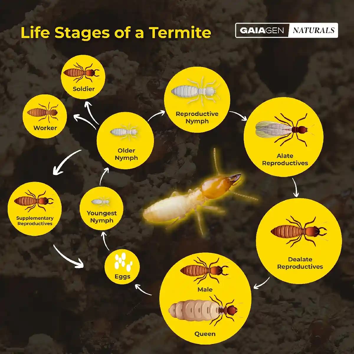 Gaiagen Termite Control, Effective Termite Control for Crops & Gardens, Fast-acting Formulation for Plants - Image 3