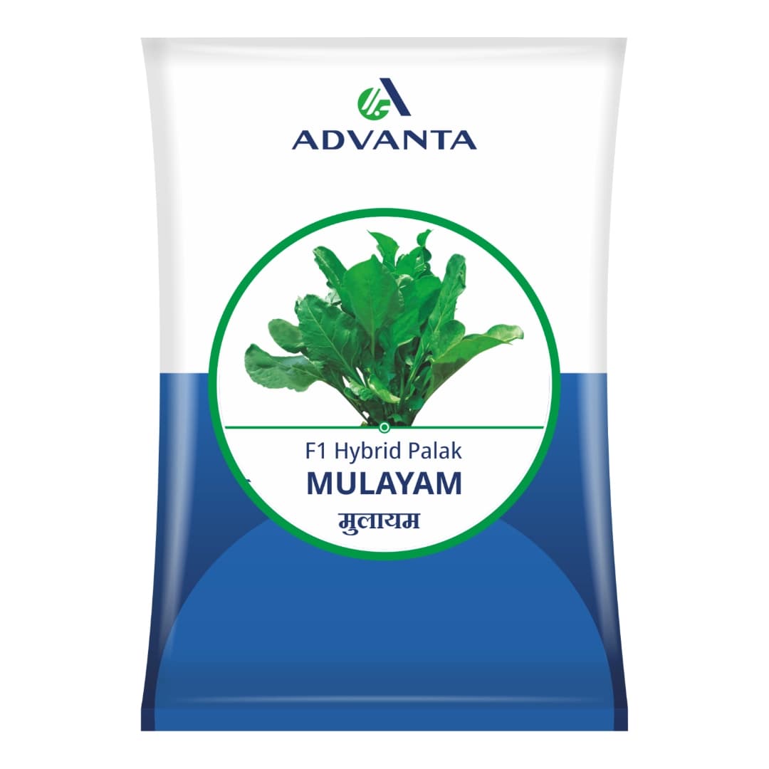 Advanta MULAYAM F1 Hybrid Spinach Seeds, Excellent Germination Quality - Image 1