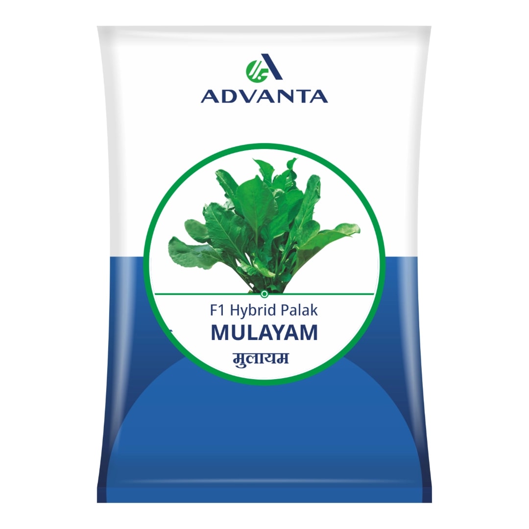Advanta MULAYAM F1 Hybrid Spinach Seeds, Excellent Germination Quality