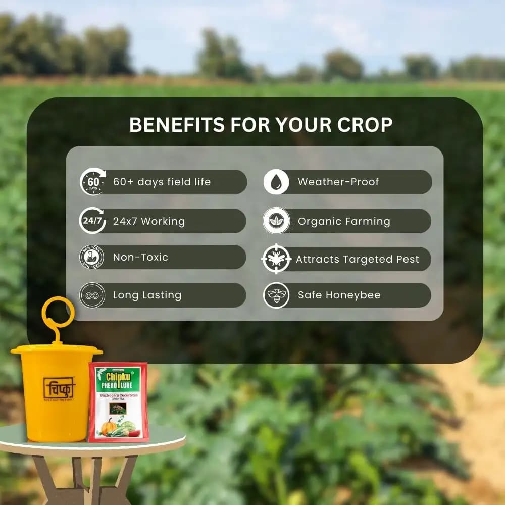 Chipku Pheromone Ecomax Trap With Melon Fly Lure (Bactrocera Cucurbitae) Feeding By The Larvae. For Gourds, Pumpkin, Tomato, Water Melon, Zucchini - Image 5