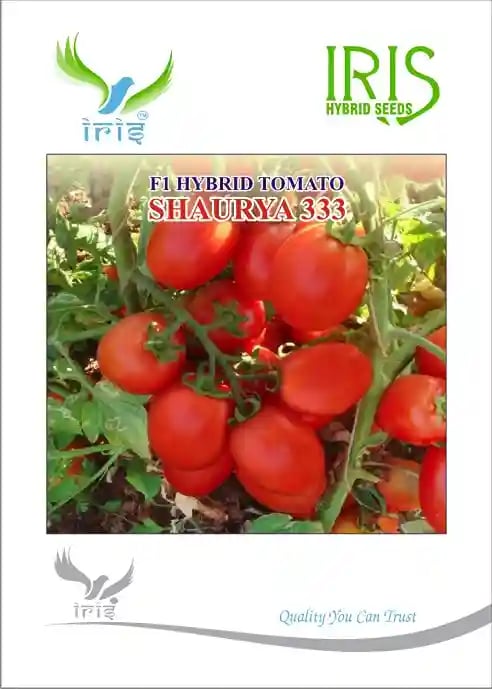 ஐரிஸ் காய்கறி விதைகள் F1 ஹைப்ரிட் தக்காளி ஷௌர்யா-333 செமி டிடெர்மினேட் செடிக்கு ஏற்றது