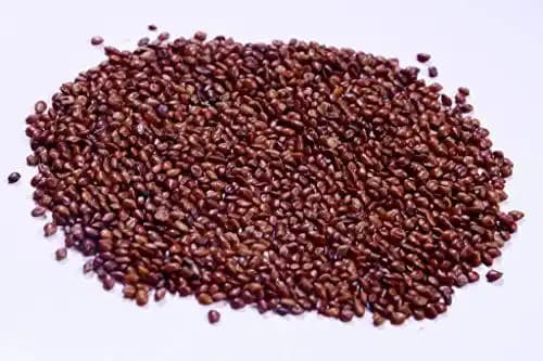RK Seeds Hedge Lucerne Seeds - Fodder grass seeds , Velimasal Seeds , Grass seeds (Desmanthus virgatus seeds) Grass seeds for cattle, Fodder seeds,