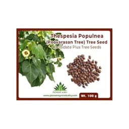 थेसेप्सिया पॉपुल्नेआ (पोवरासन पेड़) वृक्ष के बीज, सेब के आकार का फल, थेसेप्सिया के पेड़ से फल। 1