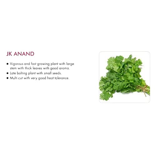 JK Anand Coriander Seeds, Vigorous Growth, Multi-Cut, and Disease Tolerant, Fast-Growing Plant - Image 2