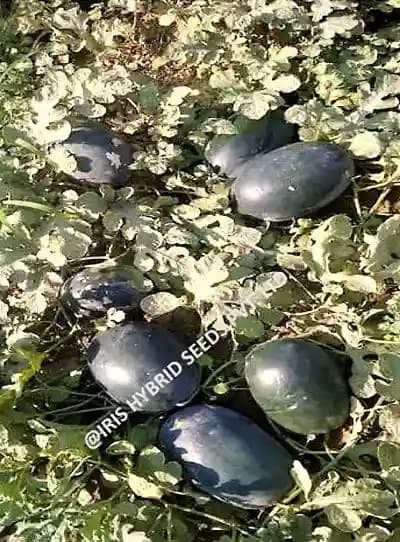 Iris Hybrid Fruit Seeds F1 Hybrid Watermelon Kuber - Icebox Segment, Tarbuj Ke Beej - Image 2