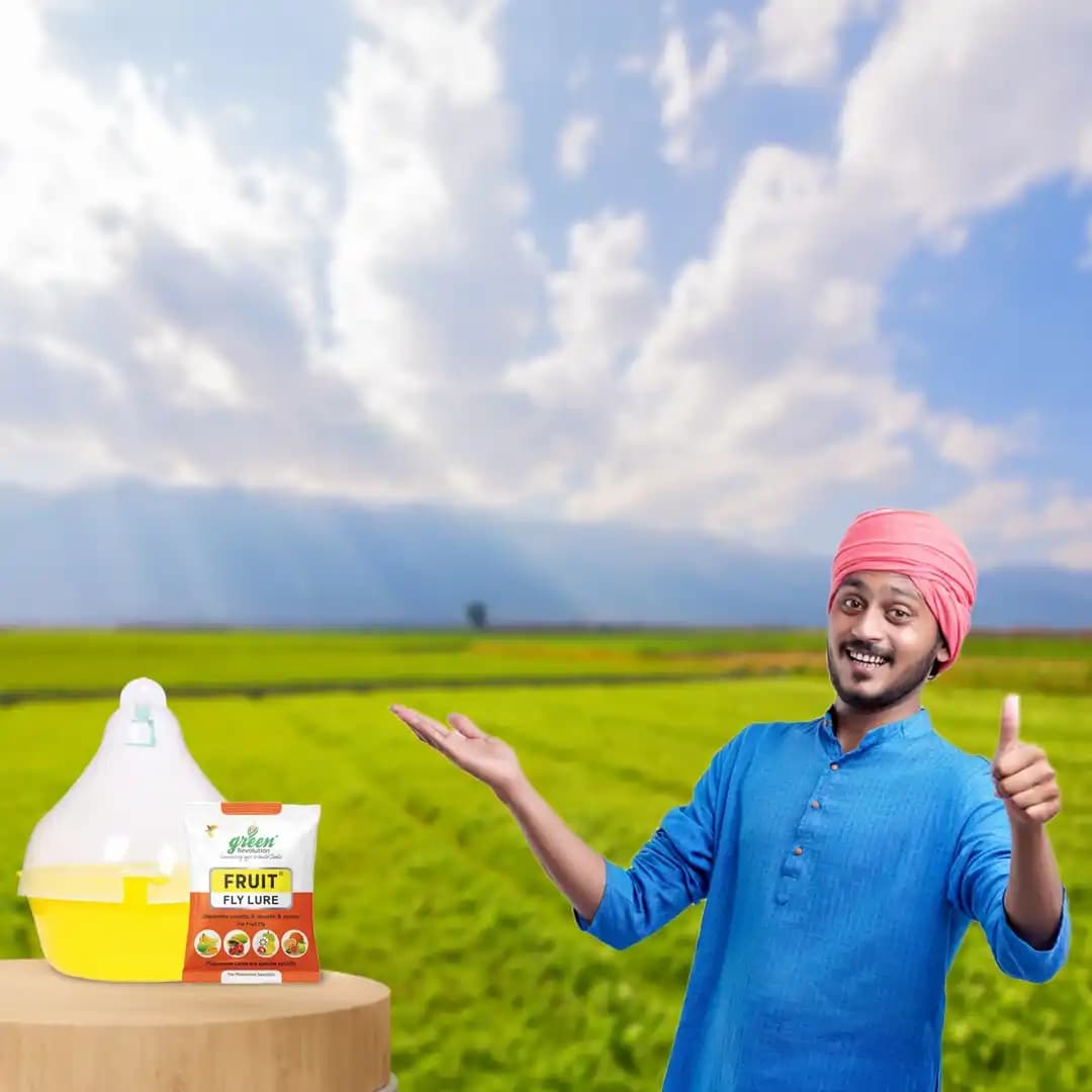 मैक्सप्लस ट्रैप, फ्रूट फ्लाई ल्यूर (बैक्ट्रोसेरा कोरेक्टा, ज़ोनटा, डोर्सालिसा फेरोमोन ल्यूर) आम, अमरूद, सपोटा, साइट्रस, केला और पपीता के लिए उपयोगी। - Image 5