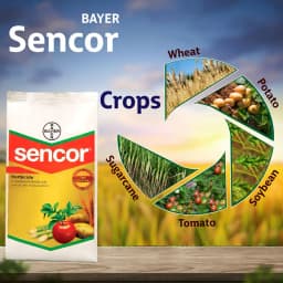 Bayer Sencor Metribuzin 70% WP Herbicide, Selective Herbicide, Effective Control On Weeds. 6