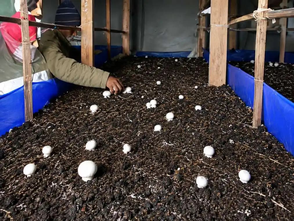 Mushroom Casing Soil. Enriches mushroom quality and shelf life,Enhance flushes and quality. - Image 3