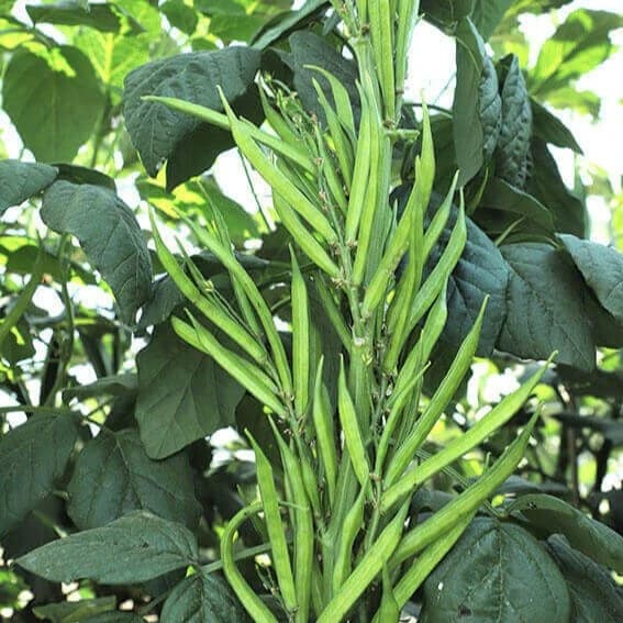 VNR MANSI Hybrid Cluster Bean Seeds, Open Pollinated, Early Maturity - Image 3