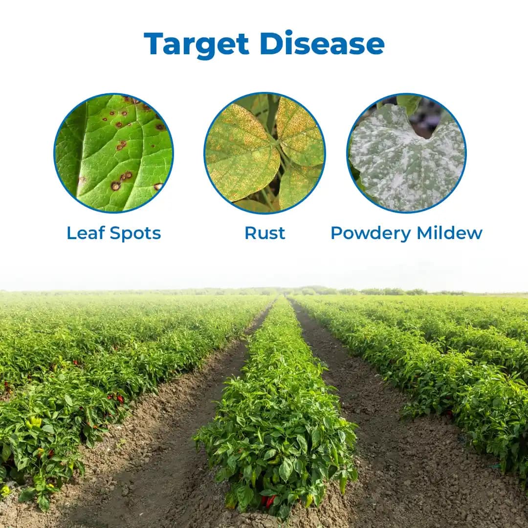 EBS Fungi-5X Hexaconazole 5% SC Fungicide, Used To Control Powdery Mildew And Sheath Blight - Image 3