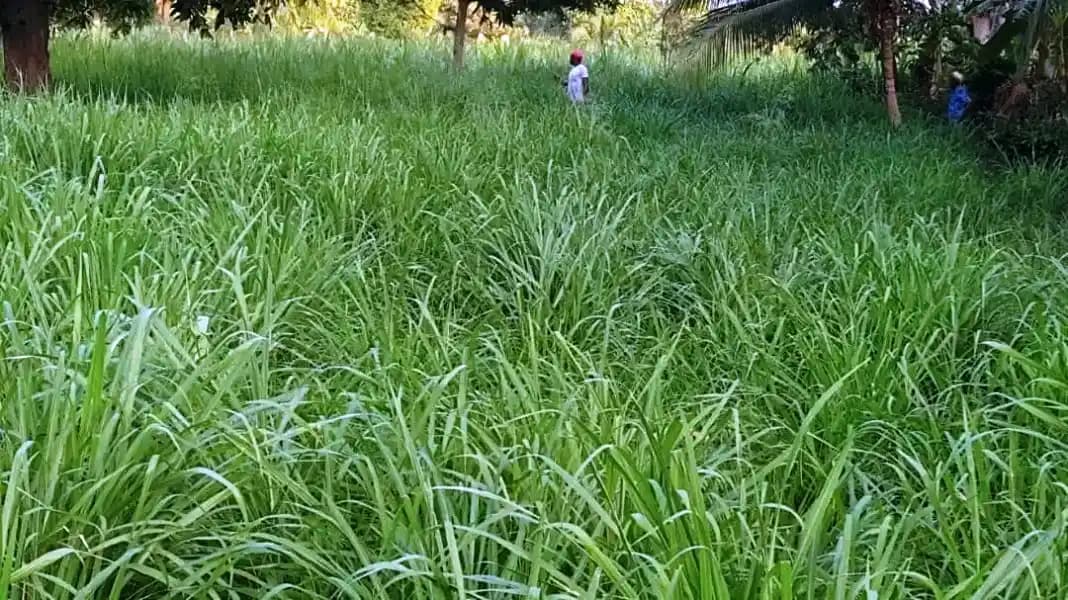 श्री साई फॉरेस्ट्री पंजाबी घास के बीज बहु-कटाई के लिए, पशु चारा के बीज, हरी और सूखे चारा घास के बीज - Image 5