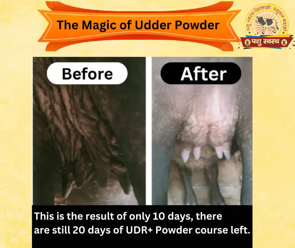 PASHU SVASTH UDR+ POWDER, Herbal Udder (Levity, Thun) Milk Enhancer For Cows And Buffaloes - Image 8
