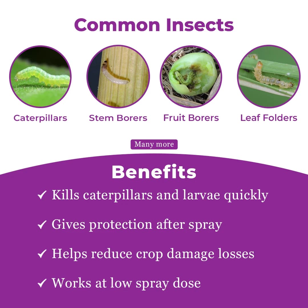 बेरीसन पावर कंट्रोल क्लोरान्ट्रानिलिप्रोले 18.50% एससी कीटनाशक, तेज़ नॉकडाउन और दीर्घकालिक नियंत्रण प्रदान करता है। - Image 4