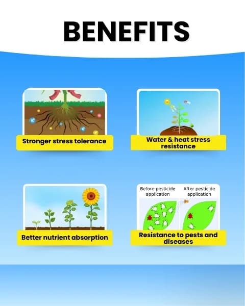 Katyayani K-Ortho Orthosilicic Acid (OSA) 2% PGR, Enhanced Crop Health and Resilience - Image 3