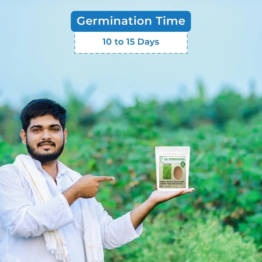 S.K. International Punjabi Multicut Grass Seeds - Image 5