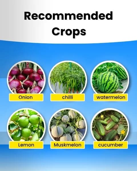 Katyayani K-Ortho Orthosilicic Acid (OSA) 2% PGR, Enhanced Crop Health and Resilience - Image 4