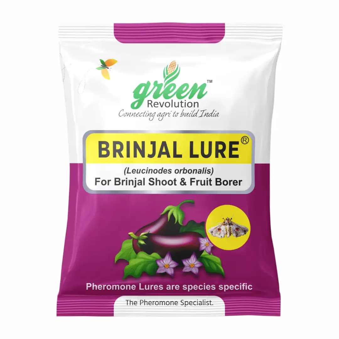 वाटर फेरोमोन ट्रैप विद ब्रिनजल ल्यूर (लेयूसीनोडेस ऑर्बोनालिस) - बैंगन के फल और तना छेदक कीट के लिए