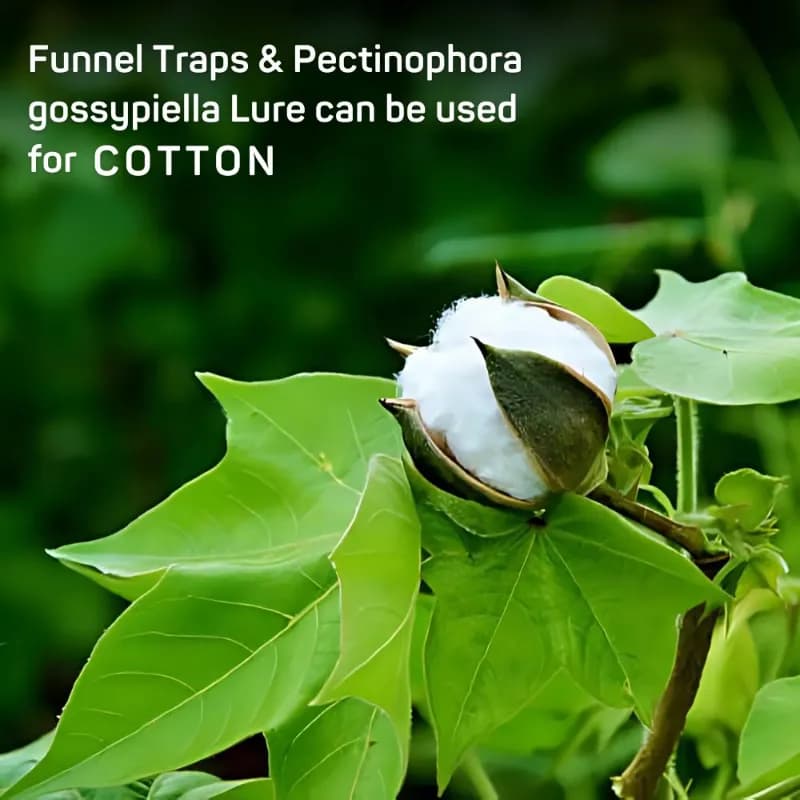 Chipku Pheromone Trap Funnel With Pink Bollworm Lure To Catch Insect Moth Of Pink Bollworm (PBW) (Pectinophora Gossippiella) In Cotton Crop. - Image 2