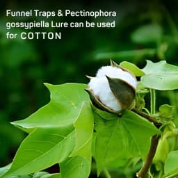 Chipku Pheromone Trap Funnel With Pink Bollworm Lure To Catch Insect Moth Of Pink Bollworm (PBW) (Pectinophora Gossippiella) In Cotton Crop. 2