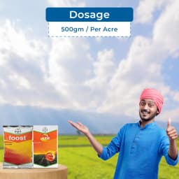 Laudis + Foost Maize Suraksha Combo (57.5ml Laudis & 200ml Laudis Surfactant + Foost 250 gm). A special treatment to control weeds in maize. 5