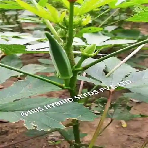 Iris Hybrid Vegetable Seeds F1 Hybrid Okra Seeds (Bhindi) Rasika, Very Prolific