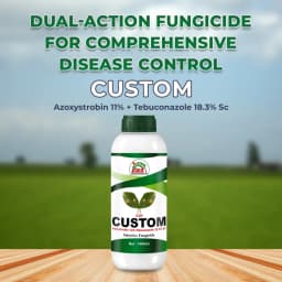EBS Custom - Azoxystrobin 11% + Tebuconazole 18.3% Sc Fungicide, Control On Multiple Stages Of Fungal Infection 2
