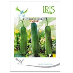 Iris Akbar F1 Hybrid Cucumber Seeds, Dark Green, High Yield And Long Shelf Life 1
