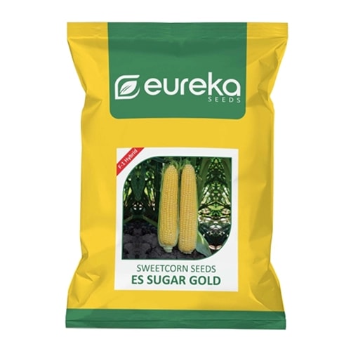 Eureka ES SUGAR GOLD F1 Hybrid Sweet Corn Seeds, Tall Vigorous Plants, High Yield Variety