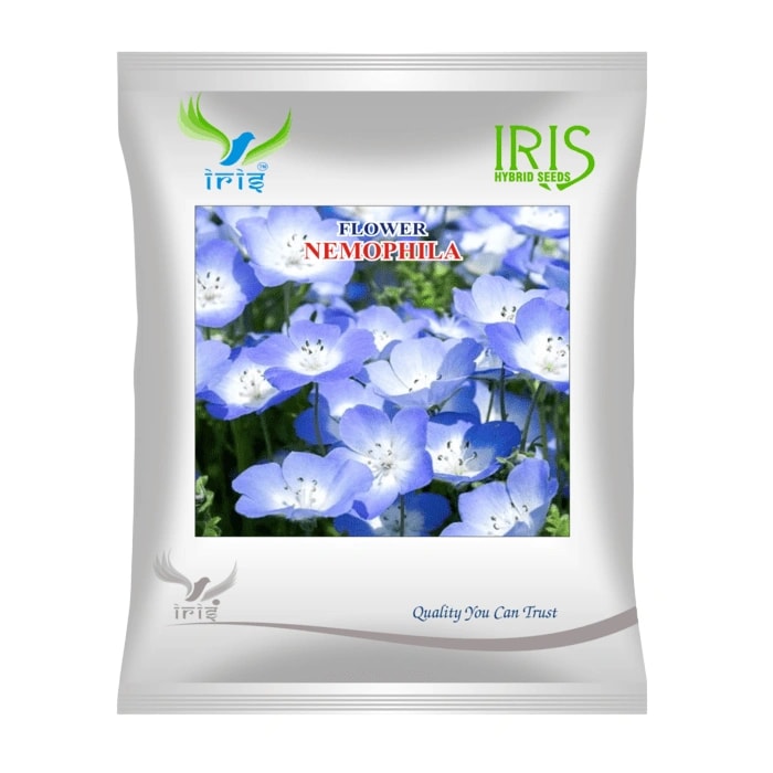 Iris Nemophila Mix Hybrid OP Flower Seeds, Imported, Small Mixed Colour Flowers, Long Flowering Cut Variety