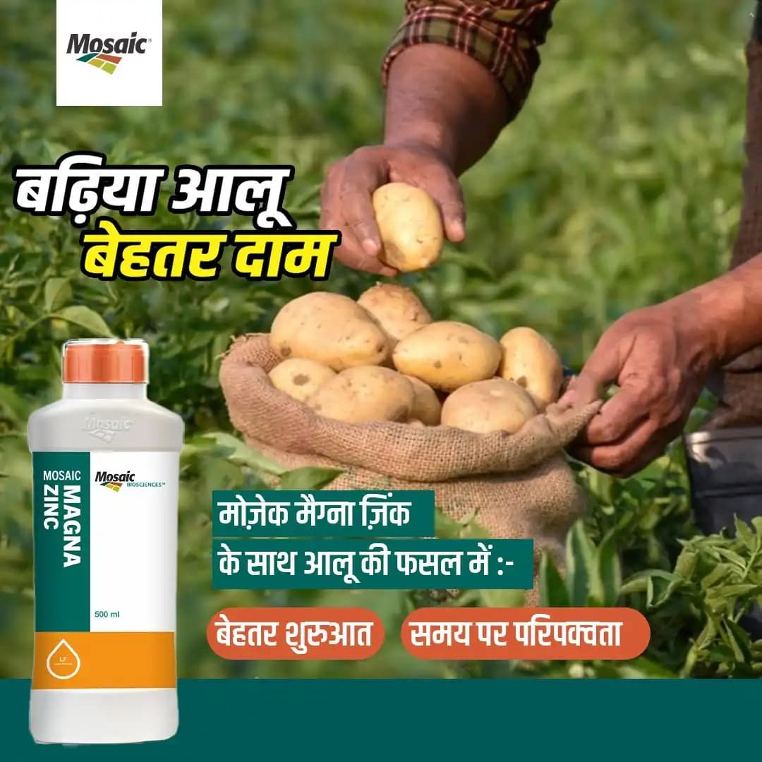 Mosaic Magna Zinc 39.5% Zinc Liquid Foliar Nutrition, Zinc Deficiency Correction And Enhanced Crop Growth - Image 3