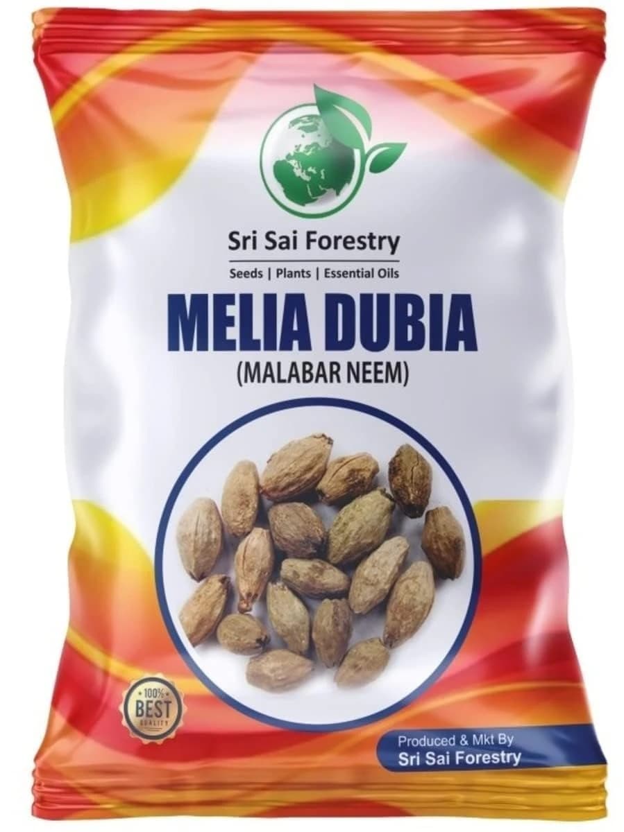 SRI SAI FORESTRY - Melia Dubia Seeds, Malabar Neem Seeds, Fast Growing Tree