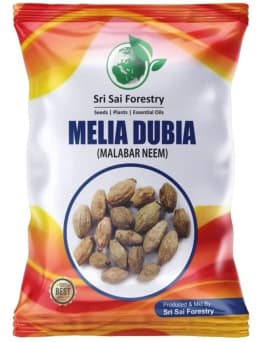 SRI SAI FORESTRY - Melia Dubia Seeds, Malabar Neem Seeds, Fast Growing Tree 1