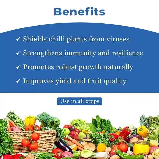 मिर्च वायरस के लिए विशेष उपचार (अल्फा 250 मि.ली. + नियो स्टार 100 मिली मि.ली.+ हुबेल 750 ग्राम का सेट) मिर्च वायरस पर सबसे अच्छा प्रभाव - Image 5