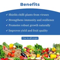 Chilli Virus Special For Pre-Treatment (Set of Alpha 250 ML + Nio Star 100 ML + Hubel 900 GM) Best Effect On Chilli Virus 5