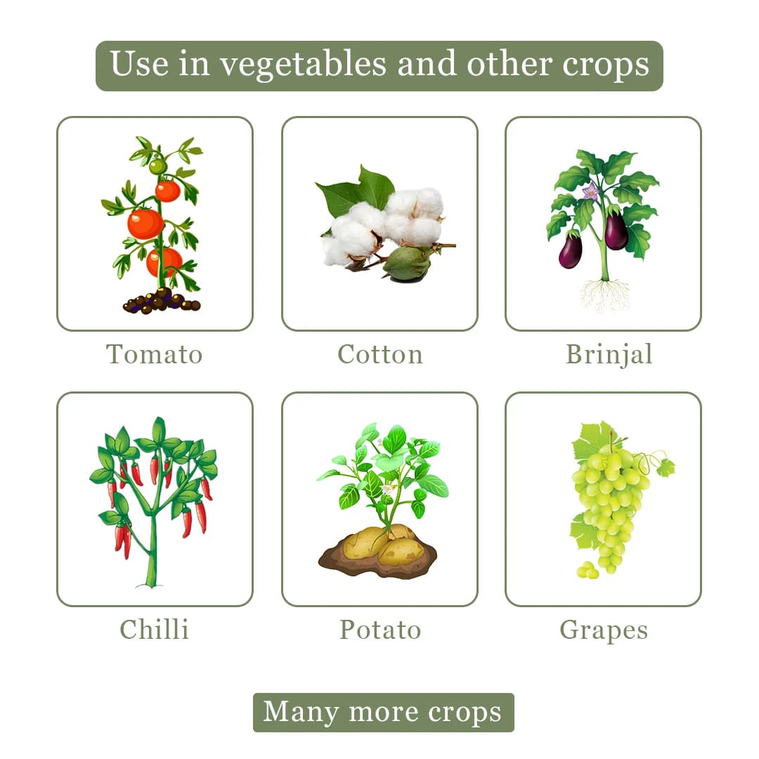 Arostel - Azoxystrobin 11% + Tebuconazole 18.3% SC, Broad Spectrum Fungicide - Image 4
