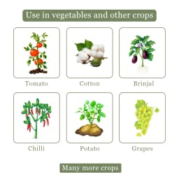 Arostel - Azoxystrobin 11% + Tebuconazole 18.3% SC, Broad Spectrum Fungicide 4