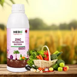 HEDO Zinc Solubilizing Bacteria (ZSB) Liquid Bio Fertilizer, For All Plants, Agricultural & Garden, Helps to Improves Soil Fertility 6