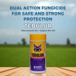 Tebulur Tebuconazole 10% + Sulphur 65% WG , Advance Broad Spectrum Premix Fungicides 2