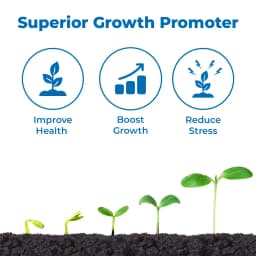 Lihoguard Chlormequat Chloride 50% SL, Widely Used In Agriculture For Boosting The Crop Yields. 3