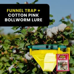 Chipku Pheromone Trap Funnel With Pink Bollworm Lure To Catch Insect Moth Of Pink Bollworm (PBW) (Pectinophora Gossippiella) In Cotton Crop. 5