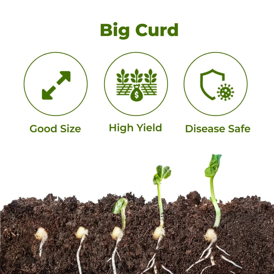 Seminis F1 Hybrid Girija Cauliflower Vegetable Seeds, Milky White Color, Dome shaped And Compact - Image 3