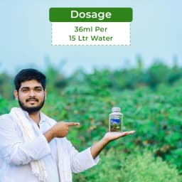 Adama Bazzal Pinoxaden 5.1% EC, Control Of Important Grass Weeds Like Phalaris Minor And Avena Ludoviciana In Wheat 5